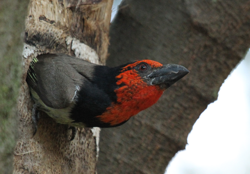 All You Need To Know About Sisal Nesting Logs