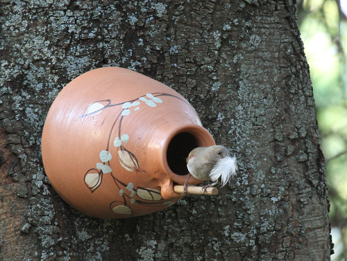 Fifteen Feathery Facts