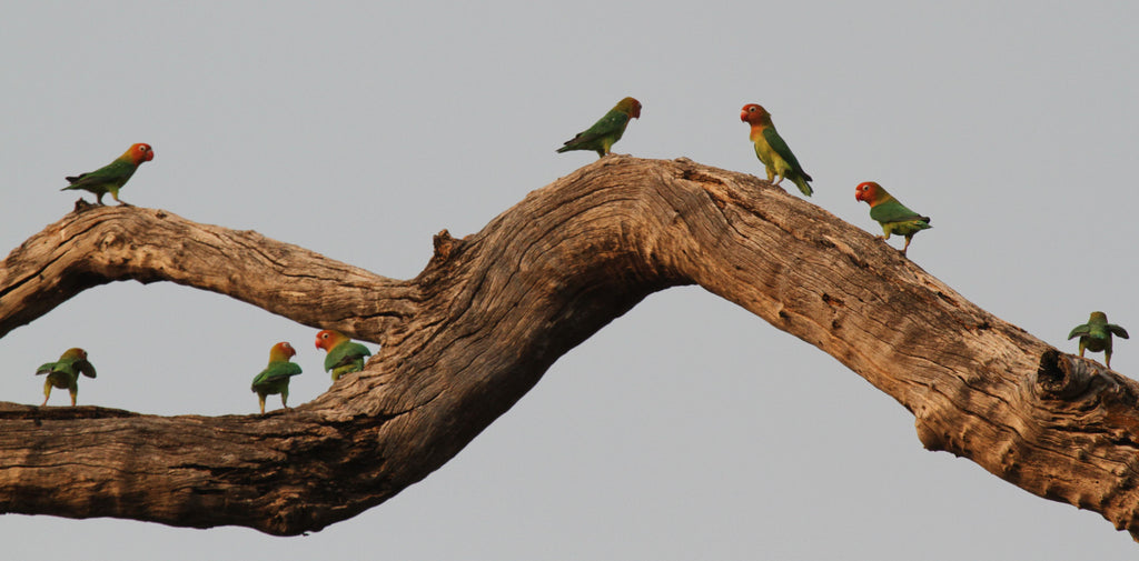 The New Volga: Dreaming a Better Future