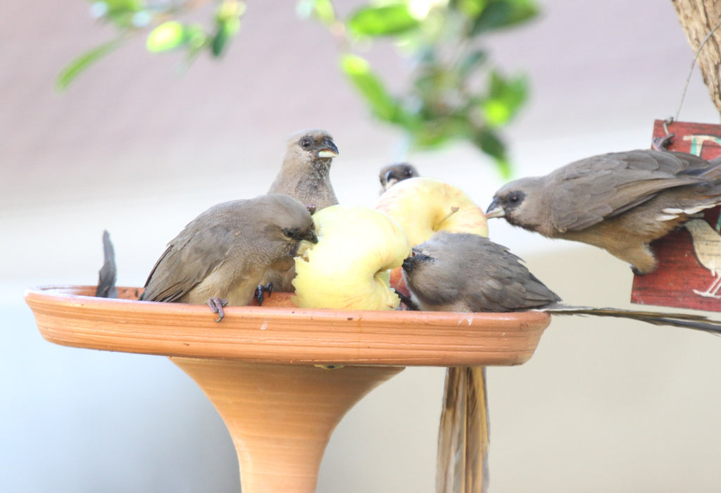 The LBJ as a Social Animal