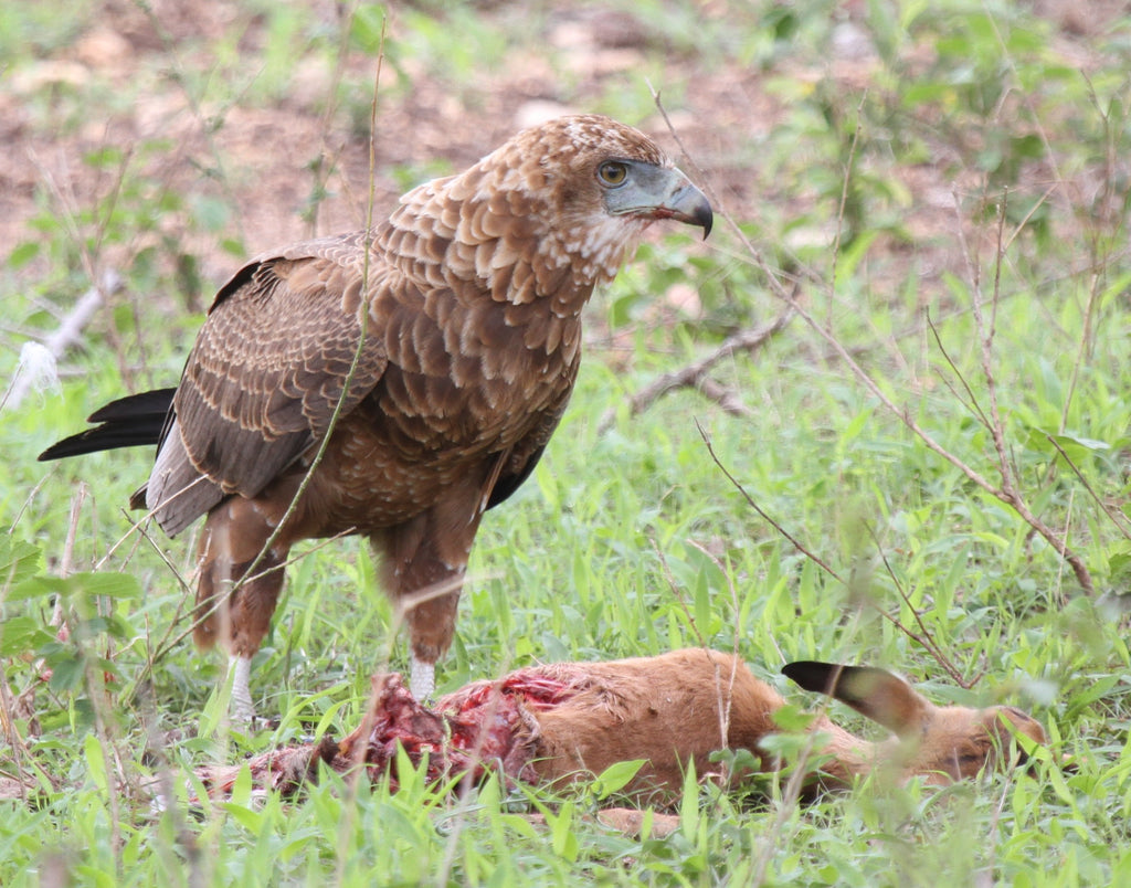 A Toast to Hedy Lamarr