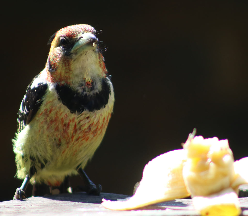 Nature's Heart July 2017 Newsletter