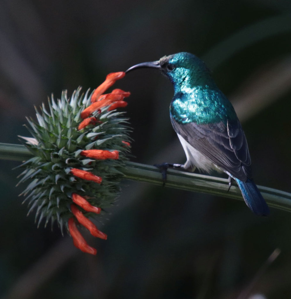 The Beauty of Iridescence