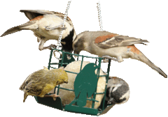 Bird Grub Suet Ball Holder