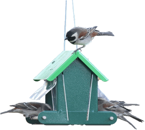 Perspex Seed Feeder Metal