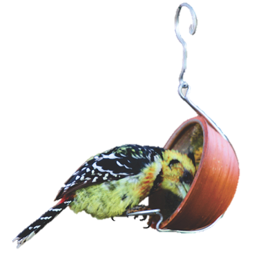 Terracotta Pudding Feeder