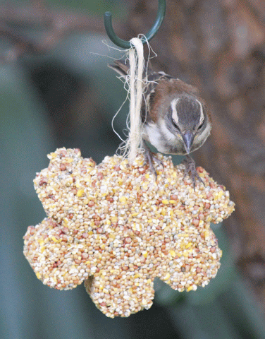 Seed Treat (Bulk Pack 12)