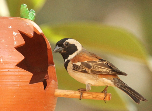 5 Garden Birding Myths BUSTED!