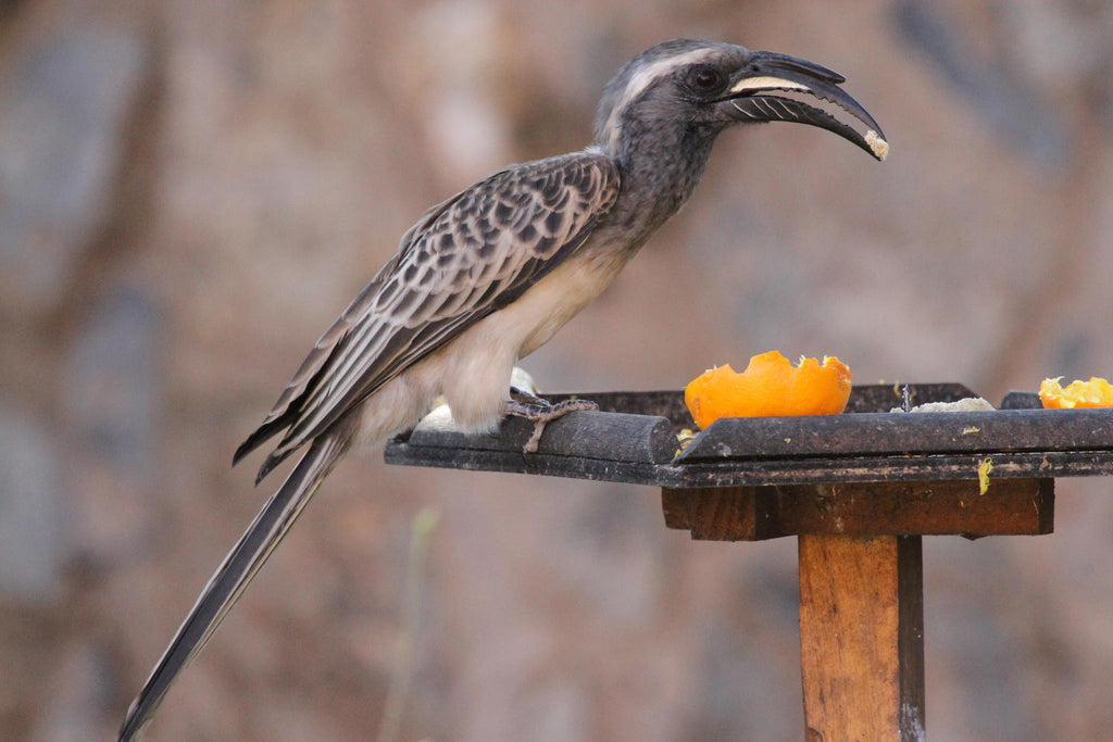 8 Facts About The African Grey Hornbill