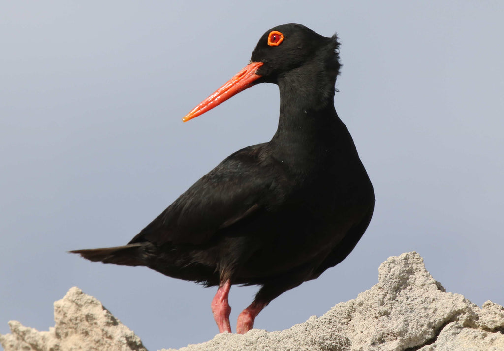 African Oystercatcher