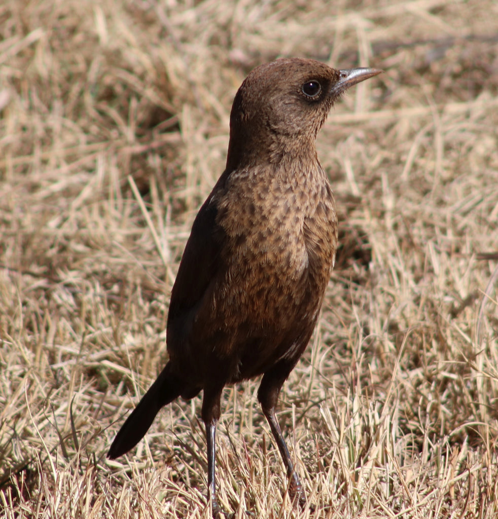 Nature's Heart June 2021 Newsletter