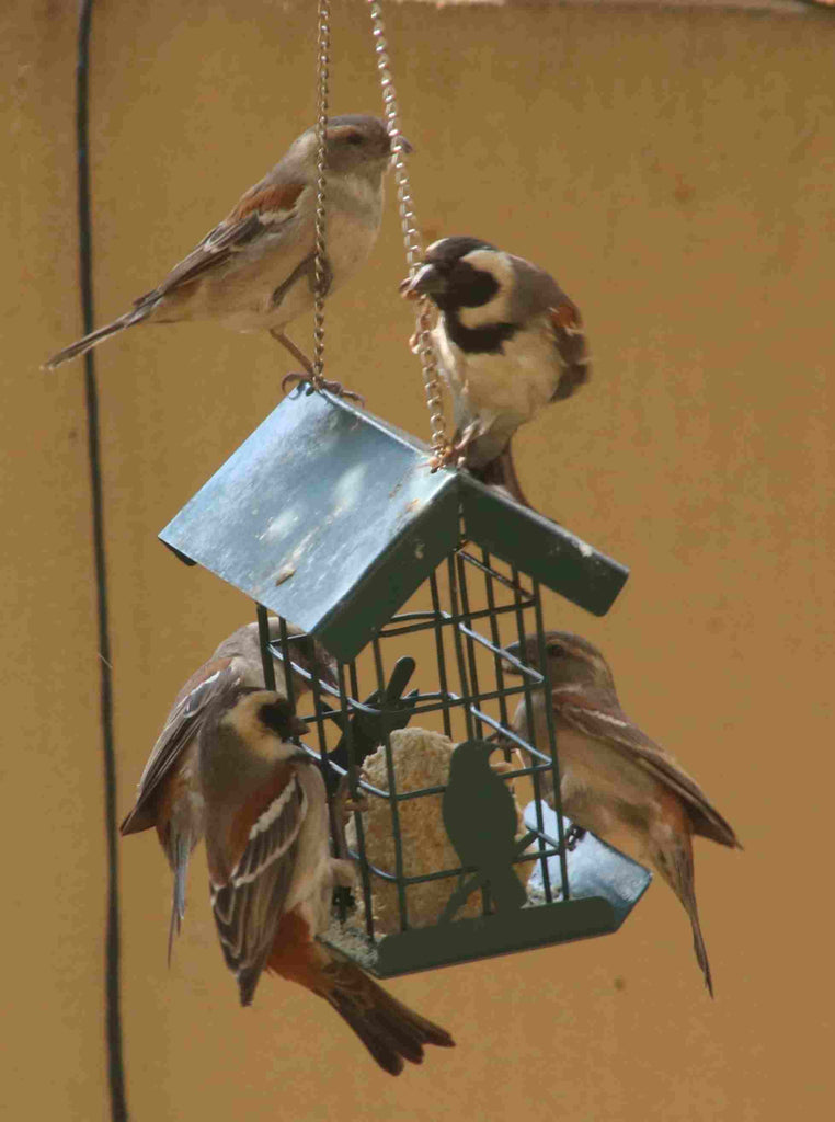 Bird Feeding Cautionary