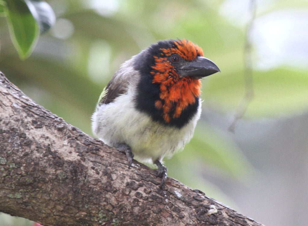 Nature's Heart May 2019 Newsletter