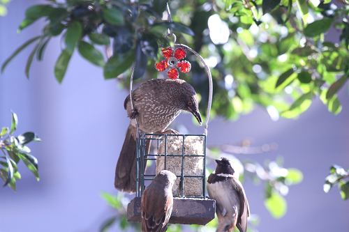 Bullying Birds - What To Do About Them?