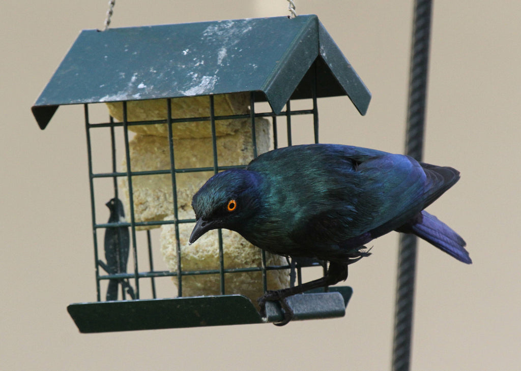Nature's Heart September 2019 Newsletter