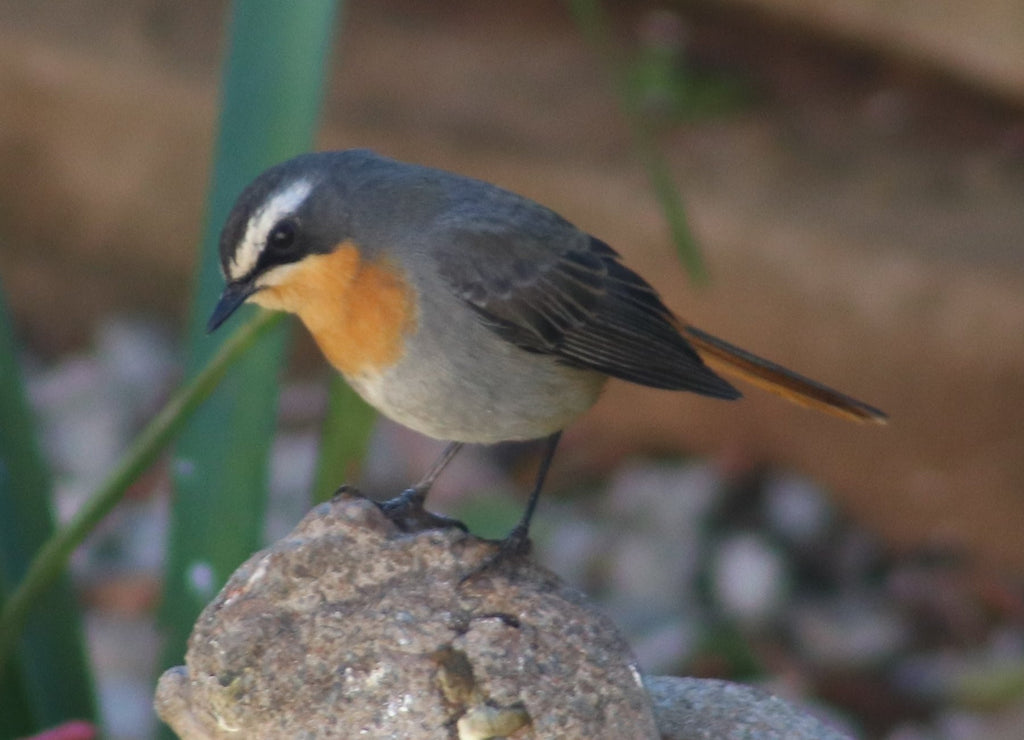 Everyone Loves a Cape Robin-chat