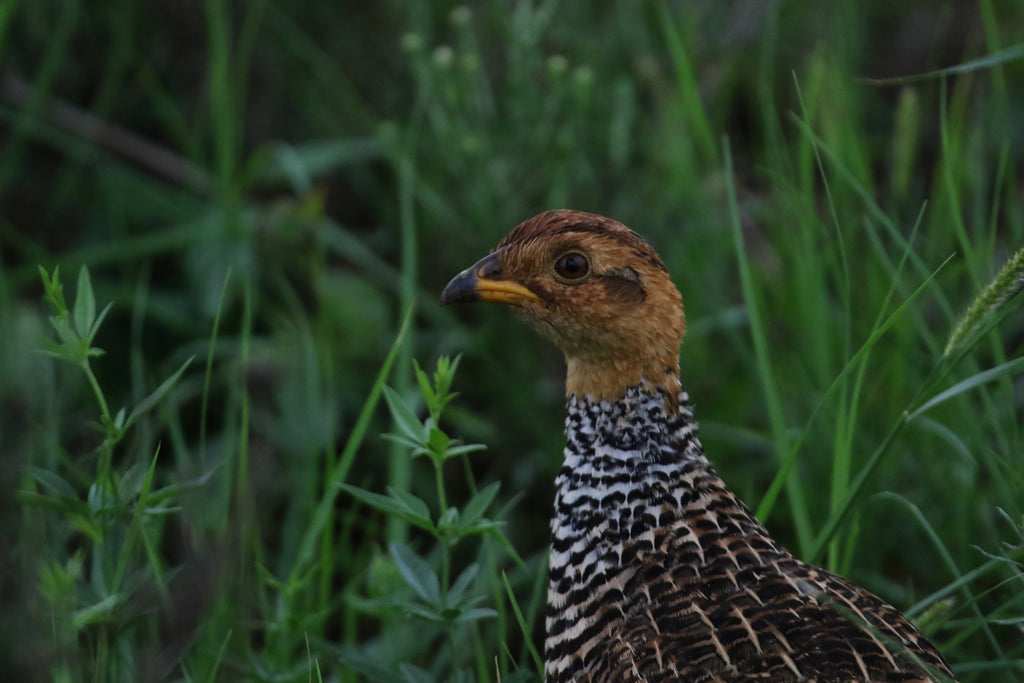 Nature's Heart December 2021 Newsletter