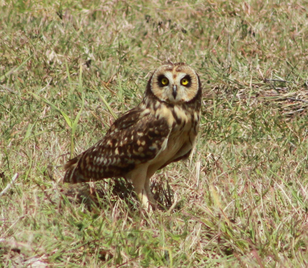 Cuban Short-eared Owl