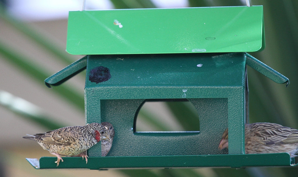 A New Visitor!