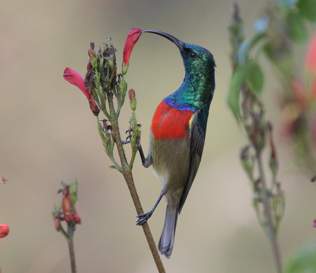 Nature's Heart May 2021 Newsletter