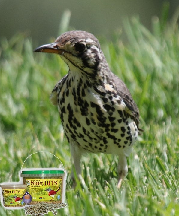 Groundscraper Thrush – Tame but not Timid!