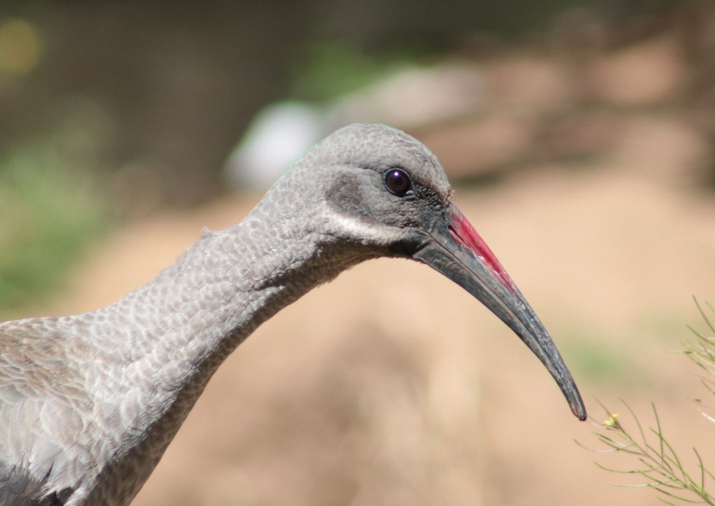 Nature's Heart August 2019 Newsletter