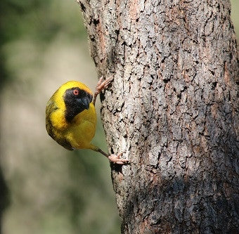 Taking Care of Your Birds and Feeders