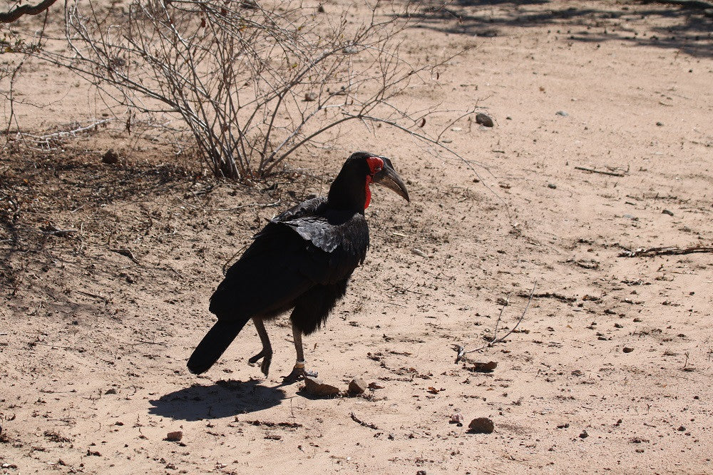 We LOVE The Southern Ground Hornbill