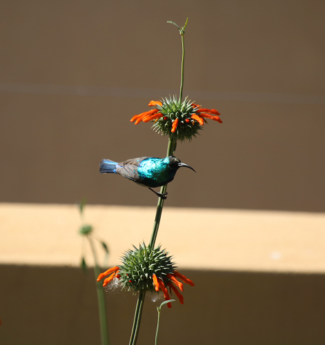 3 Plants to Attract Sunbirds