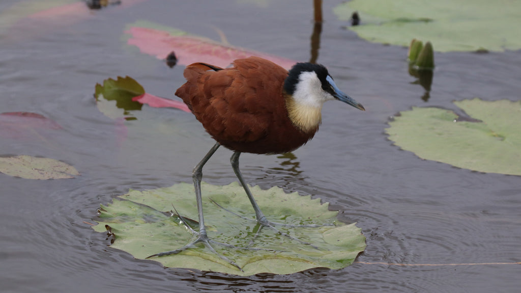 The African Jacana