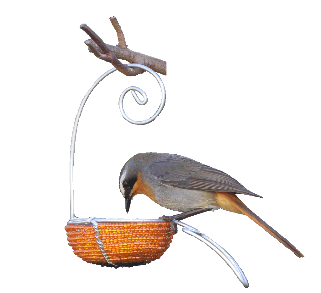 Nature's Heart October 2018 Newsletter