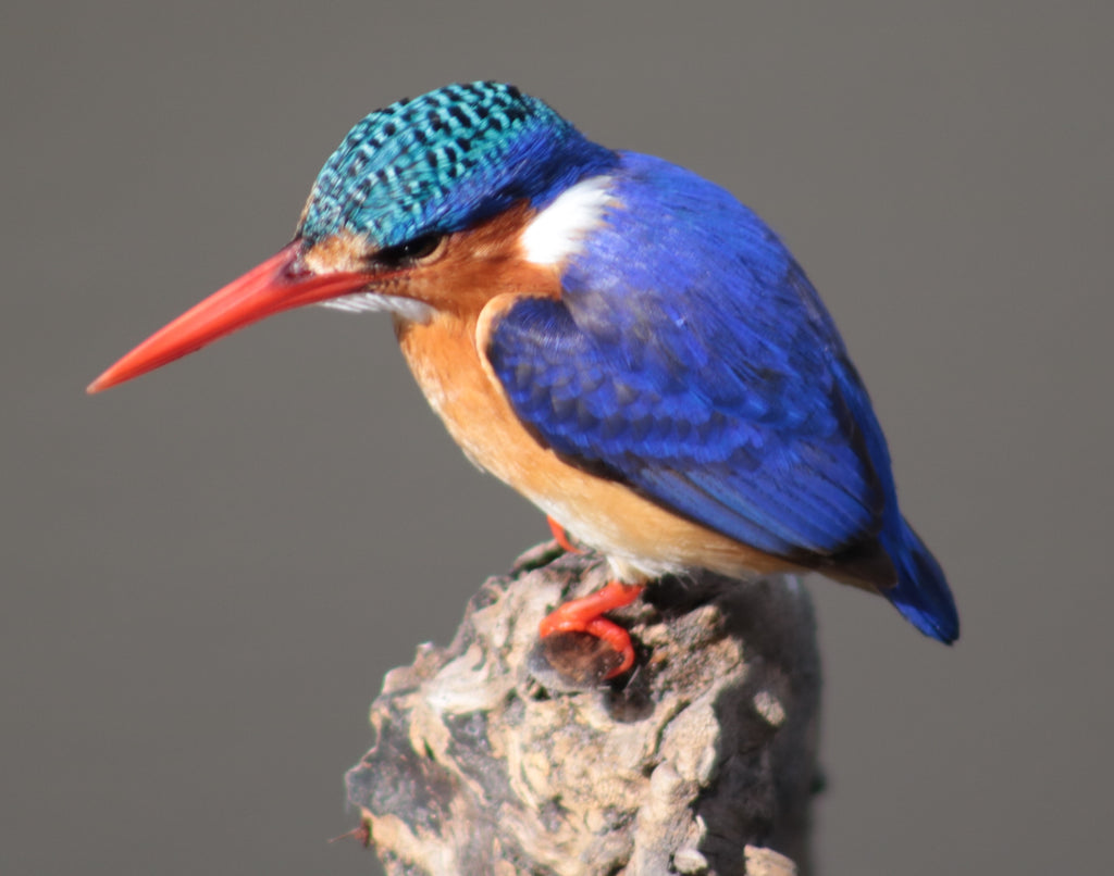 A Pretty Face: The Kingfisher and Train Design