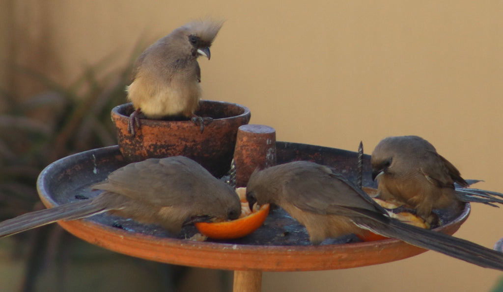 An Urban Birders Rat Problem