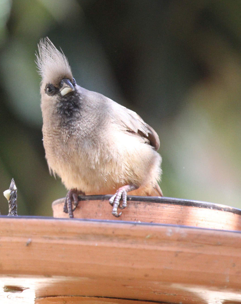 Nature's Heart September 2018 Newsletter
