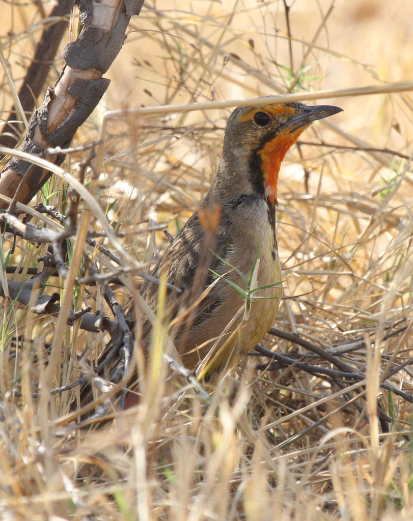 Nature's Heart October 2019 Newsletter