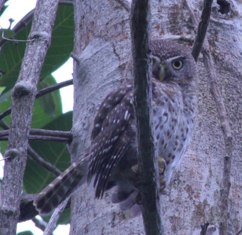 And Speaking of Owls…