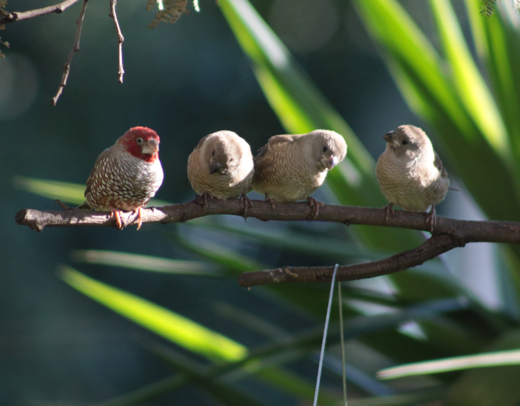 Nature's Heart April 2021 Newsletter