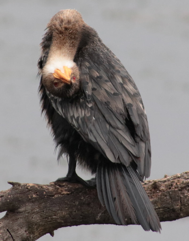 Nature's Heart February 2021 Newsletter
