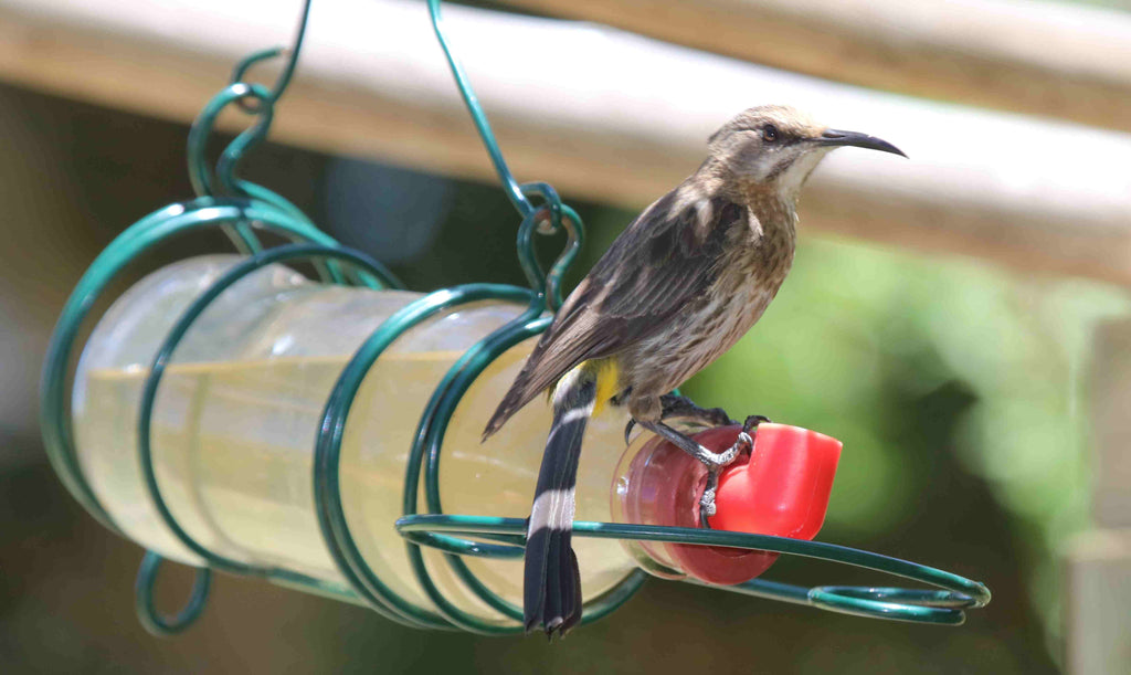 On Selecting a Bird Feeder Part 1