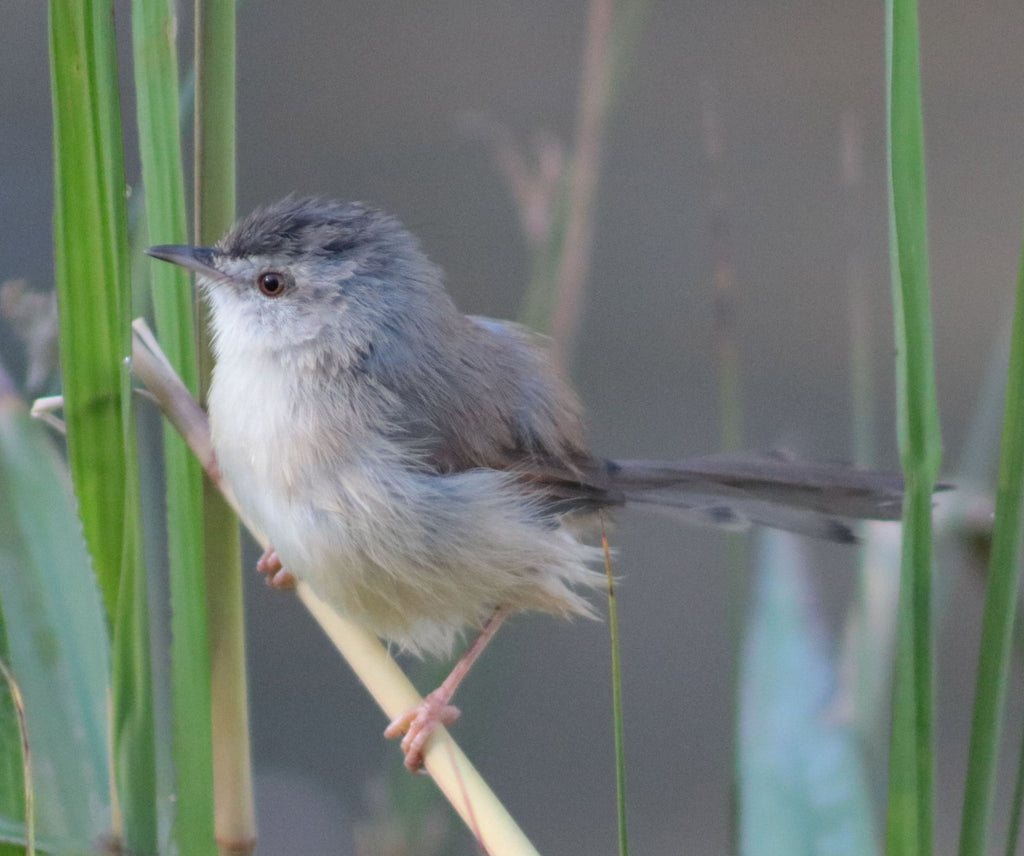 Nature's Heart June 2019 Newsletter