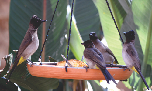 3 Steps to Attract Birds to Your Garden -  For Beginner Birders