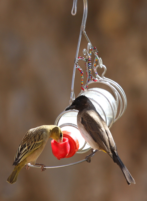 6 Nectar Feeding Questions and Answers