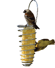 Corn-on-the-Cob Feeder