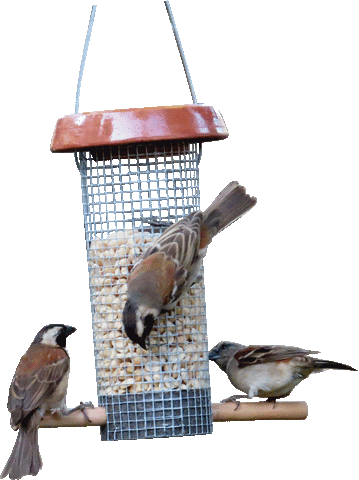 Peanut Feeder