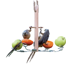 Fruit Whirl
