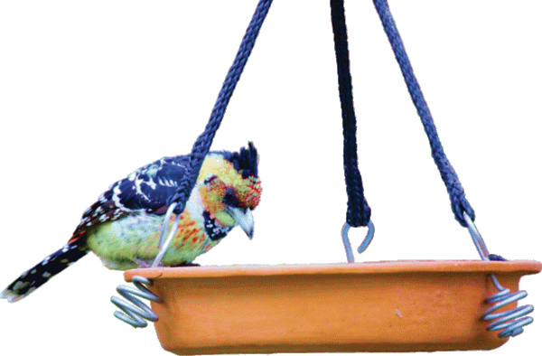 Terracotta Bird Bath